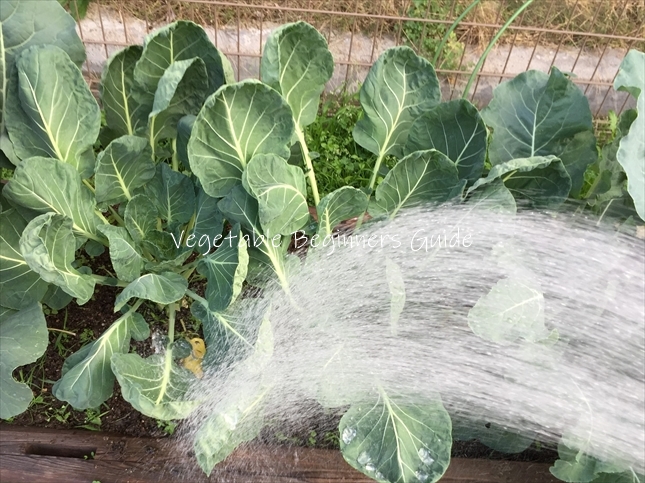 キャベツの水やり