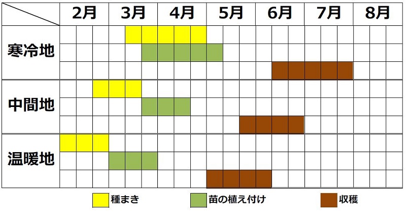 カリフラワーの栽培時期