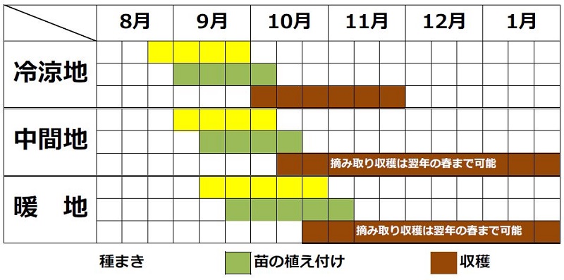 チンゲンサイの栽培時期（春まき・秋まき）