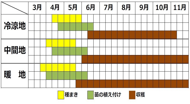 クレソンの栽培カレンダー
