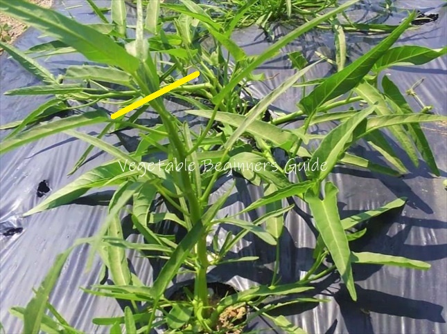 エンサイの摘芯のやり方