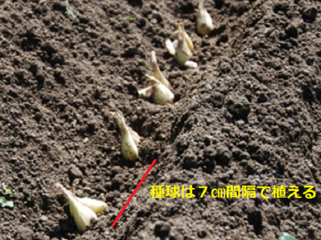 エシャレットの植え付けの間隔