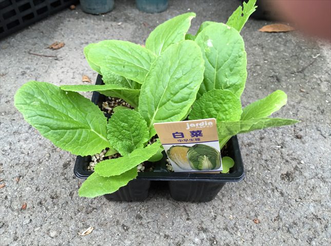 ハクサイの苗の植え付け方