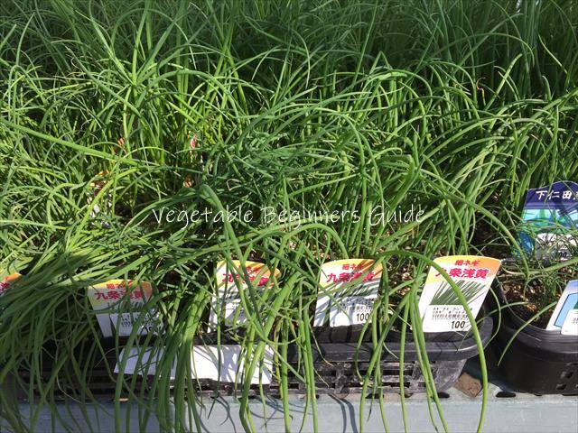 葉ネギのポット苗からの植えつけ方