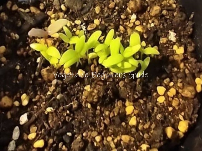 ヒユナの間引き