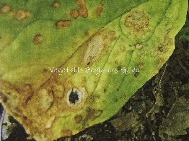 ほうれん草の病害対策