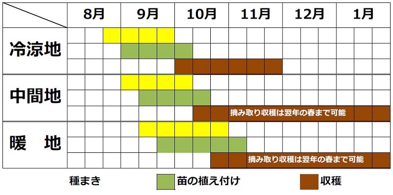 アイスプランツの栽培時期（春まき・秋まき）