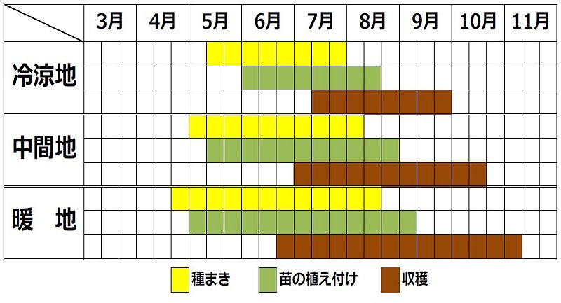 カイランの栽培カレンダー