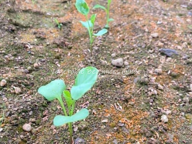 カイランの苗の植え付け