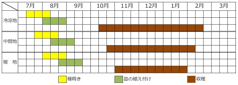 ケールの秋まき