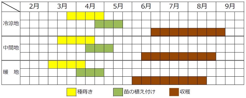 ケールの春まき
