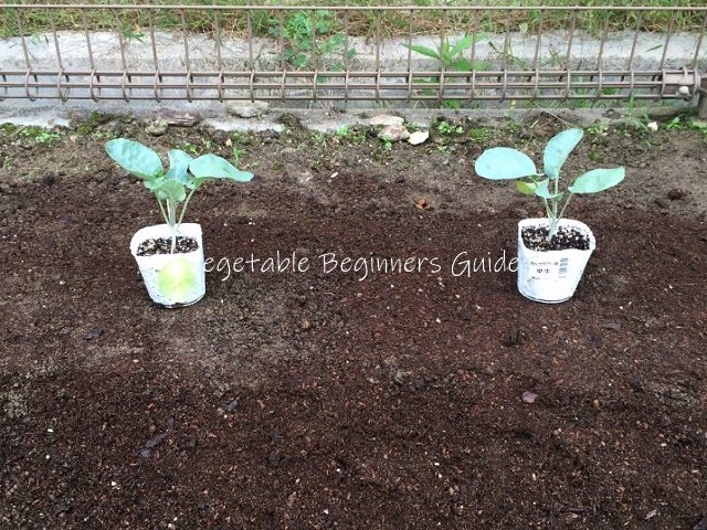 カリフラワーの植え方（苗の植え付け）