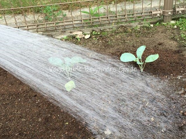 カリフラワーの水やり間隔