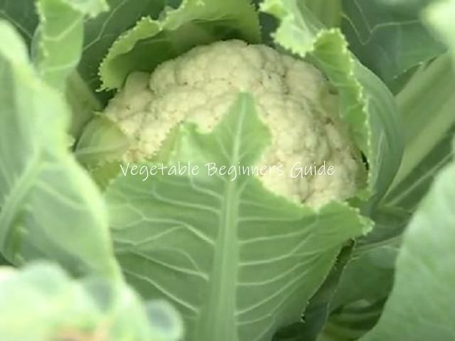 花蕾を遮光する