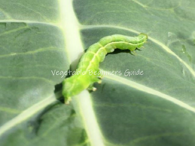 カリフラワーに発生する害虫駆除