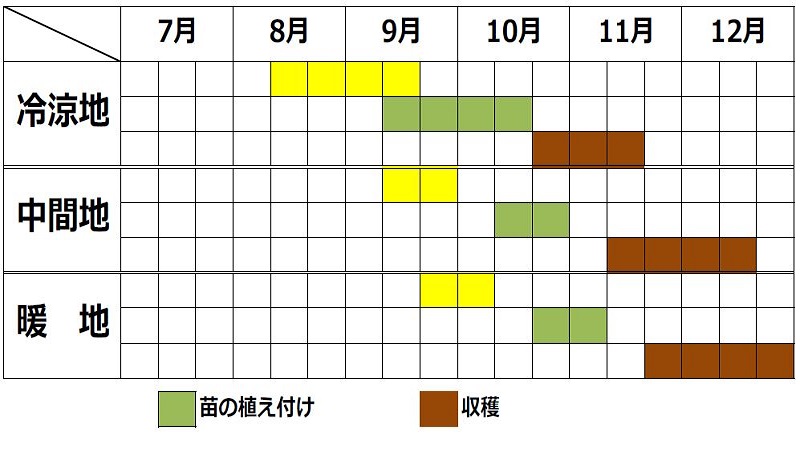 キンサイ（チャイニーズセロリ）の春まき時期と秋まき時期