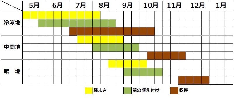 コールラビの栽培カレンダー