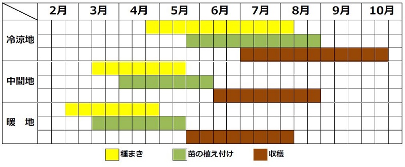コールラビの春まきカレンダー