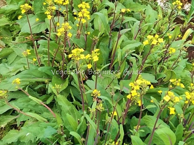 コウサイタイの苗の植え方（手順）