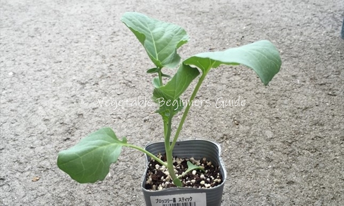 茎ブロッコリーの苗の植え付け方