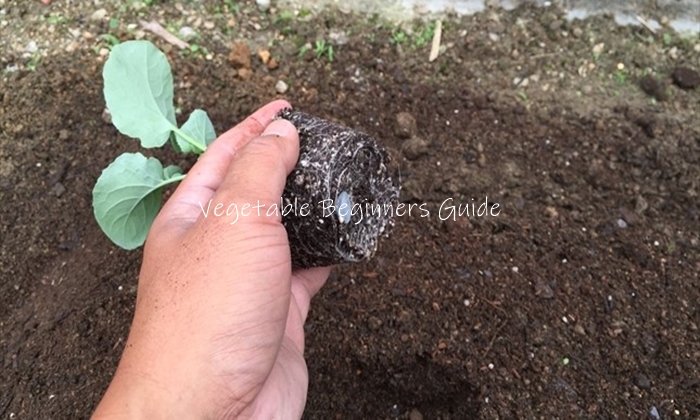 茎ブロッコリーの植え付け方