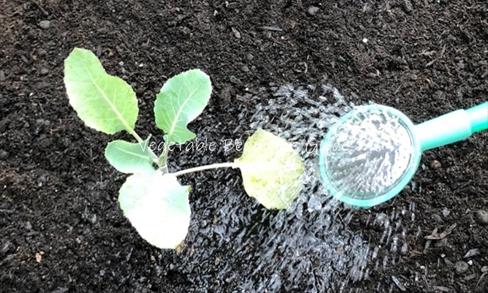 茎ブロッコリーの水やり