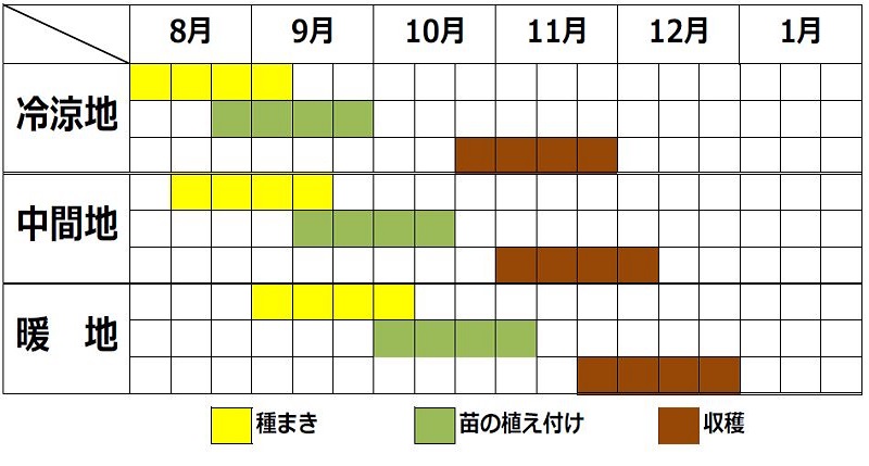 茎レタスの栽培時期