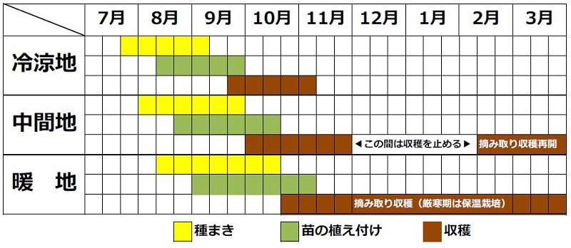 リーフレタスの栽培時期は？