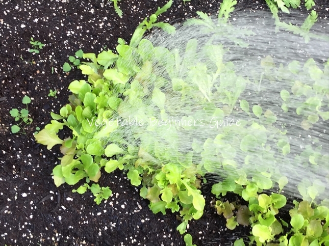 リーフレタスの水やり