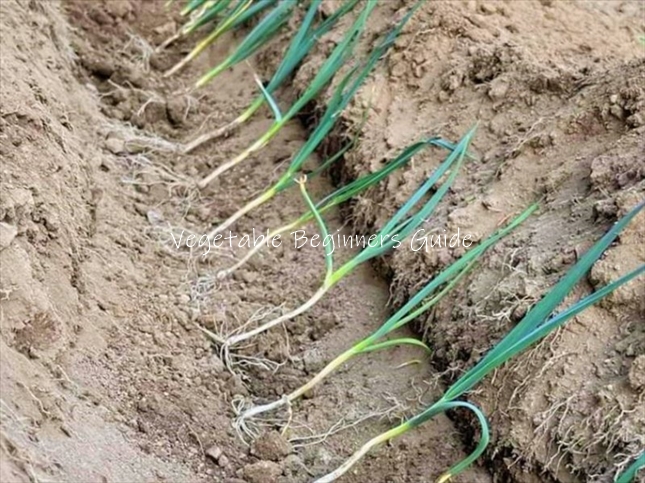 リーキの植え付け方（手順）