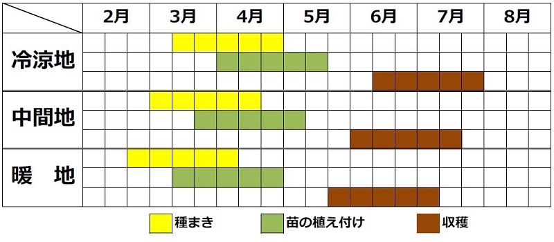 メキャベツ栽培時期