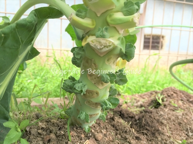 メキャベツの下芽かき