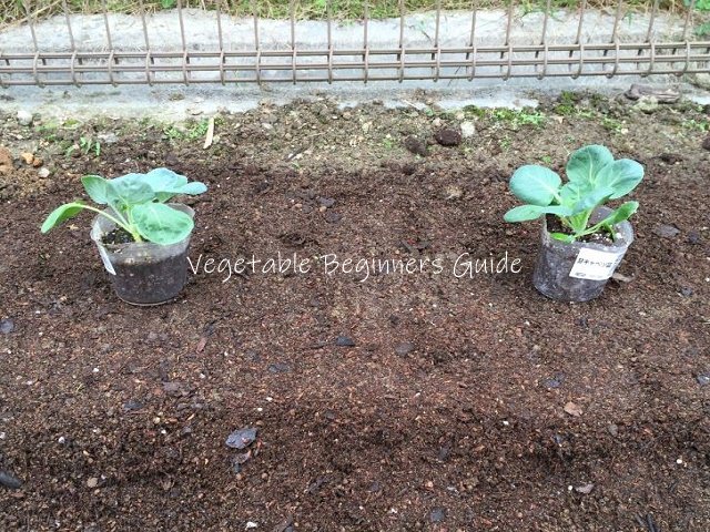 メキャベツ苗の植え付け方