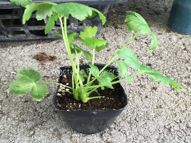 ミツバの苗の植え付け
