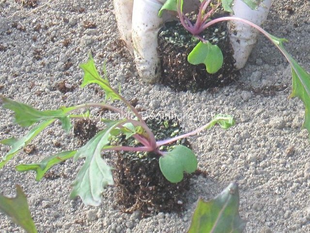ミズナの苗の植え付け