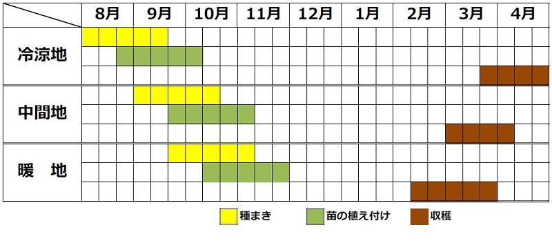ナバナの栽培カレンダー
