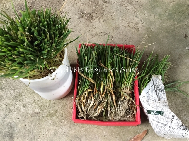 葉ネギの苗植え付け