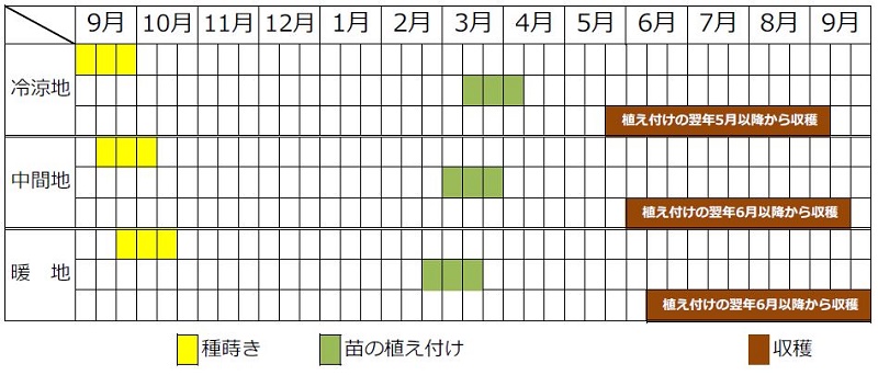 ニラの秋まきカレンダー