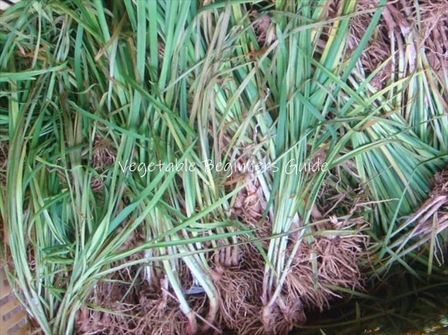 ニラの苗の植え付け