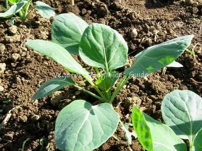 ノラボウ菜の苗の植え付け