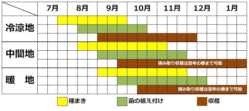 ルッコラの栽培時期（春まき・秋まき）