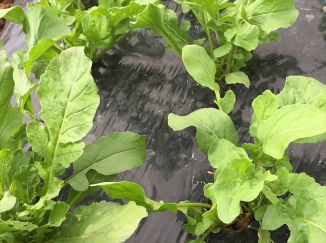 ルッコラの苗の植え付け