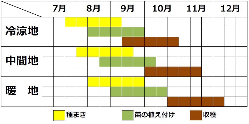 サントウサイの栽培時期