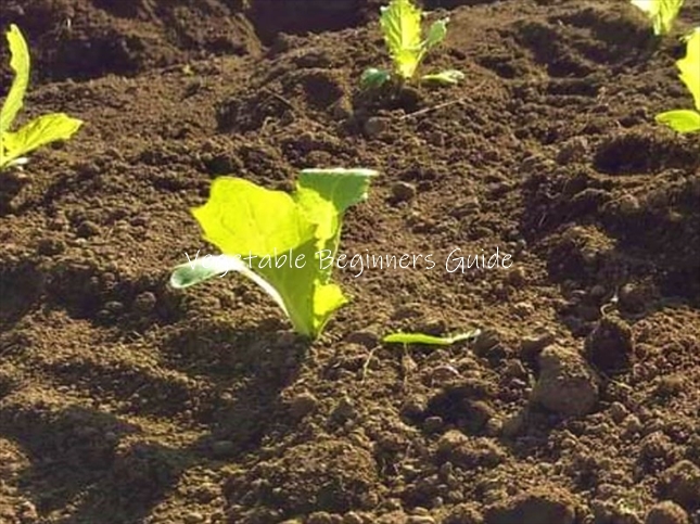 サントウサイの苗の植え付け