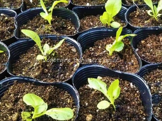 サラダ菜の種まき時期と種まき方法