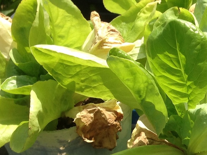 サラダ菜の病害対策