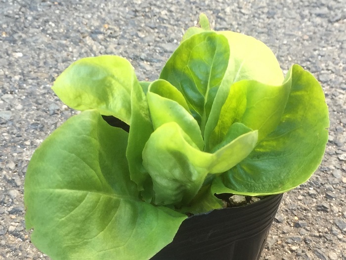 サラダ菜の苗の植え付け
