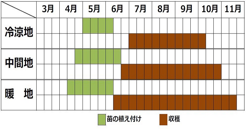 セリの栽培カレンダー
