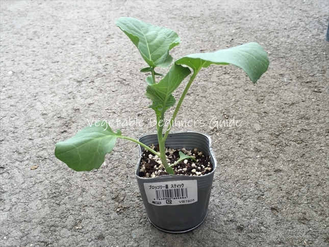 スティックセニョールの苗の植え付け方
