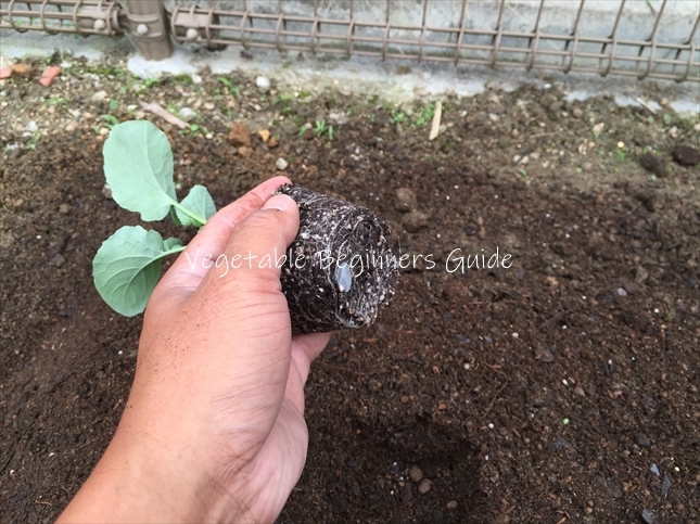 スティックセニョールの植え付け方